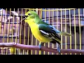 Download Lagu Burung Cipoh Sirtu Betina Gacor - Ngekrek