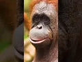Lagu Orangutan with sound#shorts #viral #shortsvideo