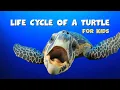 The Life Cycle of a Turtle Educational for kids