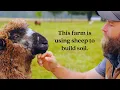 Inside a Regenerative Farm Where Sheep Help Grow Vegetables