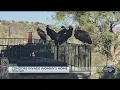Flock of giant California condors trashes woman s home