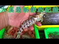 Download Lagu 宜蘭大溪漁港最新鮮的紀錄 大明蝦 黃膏甜蝦 胭脂蝦 白鯧 花身 黑鯛 紅目鰱 臭肚魚 紅秋哥 等等好物