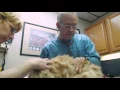 Why I Joined NVA Animal Medical Center of Amarillo