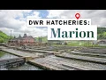 Lagu Marion Fish Hatchery