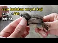 Download Lagu cara membedakan anakan emprit kaji jantan dan betina