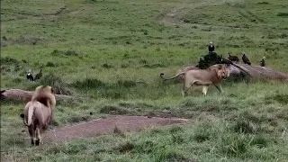 Nomadic Lions Realise Too Late They've Trespassed Into Enemy Territory
