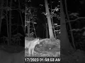 Night time Bobcat