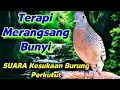 Lagu Perkutut lokal Ngerot manggung Pancingan Super Ampuh SUARA merdu disukai lawan cepat bunyi gacor 