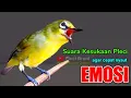 Download Lagu PLECI GACOR suara ngalas - (PANCINGAN PLECI) MEMANGGIL LAWAN BUNYI EMOSI NGALAS GACOR