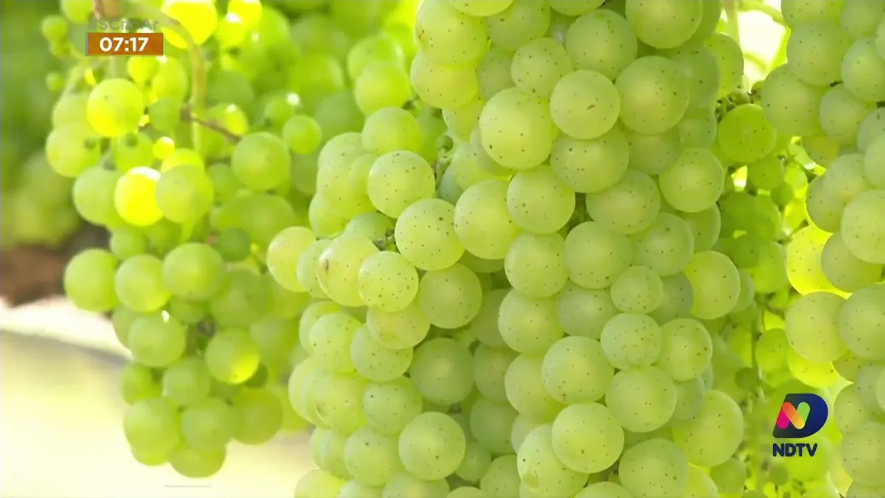 Epagri e UFSC realizam experimentos com uvas das variedades 'Piwi' para produção de vinho