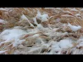 Loscil ~ With Northerly Winds