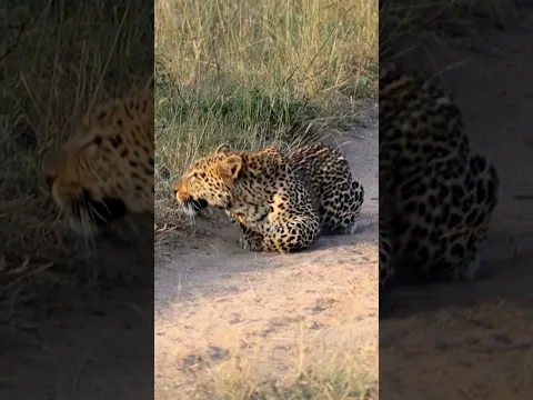 The Moment a Leopard Locks Onto Its Prey!