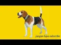 Download Lagu suara anjing menggonggong, dog animals