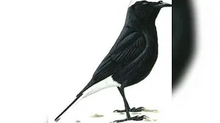 تغريد الأبلق الأسود أبيض التاج 