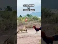 Lagu Burung elang VS Ayam Jago ⁉️ Siapa yg akan menang #shortvideo #feedshorts #hewan #animals
