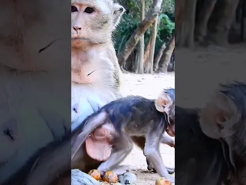 #monkey #babymonkeybobby #babymonkey #animals #cute #wildlife #babyanimal #babyprimate #funnyanimal