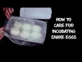 How to Care for Incubating Snake Eggs