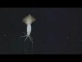 Magnapinna squid up close bigfin squid