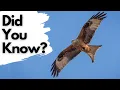 Download Lagu Things you need to know about RED KITES!