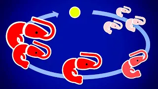 The AMAZING Life Cycle of a Cherry Shrimp