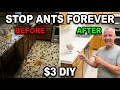 NATURAL ANT KILLER DIY Boric Acid Recipe Eliminates Entire Colony 3 Solution