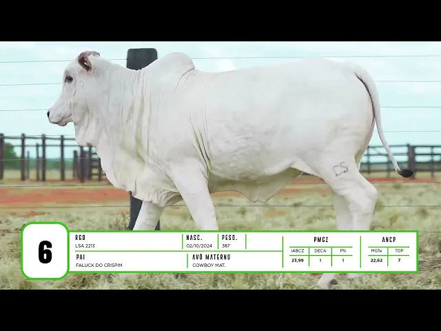 Novilha Nelore LSA - 2213