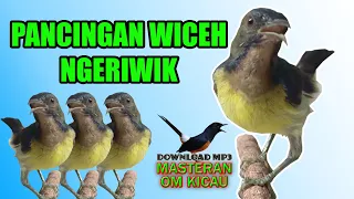 Download KOLIBRI KELAPA NGERIWIK COCOK BUAT PANCINGAN WICEH BAHAN MP3