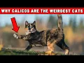 Researchers Confirm Calicos are the Weirdest Cats in the World - Here is Why