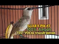 Lagu Trucuk BETINA memanggil Jantan Suara PIKAT AMPUH, pancingan trucukan gacor agar BUNYI EMOSI