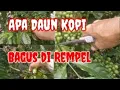 Lagu APA DAUN KOPI BAGUS DIBUANG 