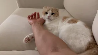仕事が終わるとすぐになでなでされに来る猫たちが可愛すぎますw