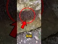 Download Lagu This Nightmare Bush Is Actually Alive—Here’s Why. 🕷🕸