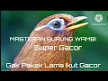 Download Lagu Masteran burung wambi gacor,ngerol kasar,full isian