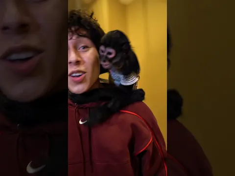I bought a monkey…