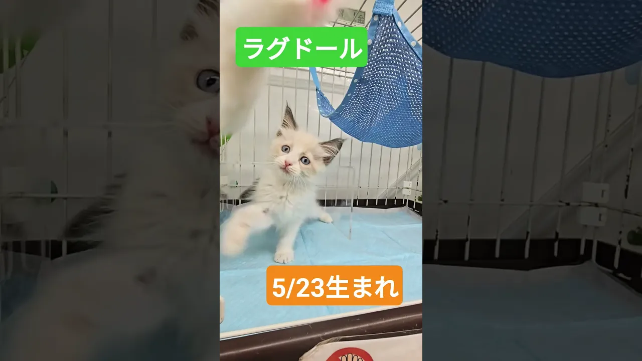 動画