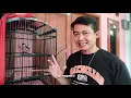 Download Lagu TIPS AMPUH MERAWAT CENDET MUDA HUTAN,AGAR CEPAT JINAK
