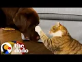 Lagu Cat Who Hates Animals Falls For One Special Labrador | The Dodo