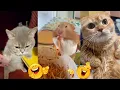 Download Lagu 😂 Funniest TIKTOk Dogs and TIKTOK Cats 😜 Try Not To Laugh part 12