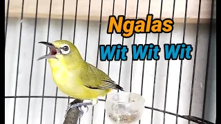 pleci ngalas wit wit easy to imitate