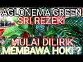 Download Lagu AGLONEMA GREEN ATAU SRI REZEKI HIJAU MULAI POPULER BENARKAH MEMBAWA HOKI??