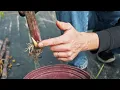 How to Propagate Sugarcane We Tried Multiple Methods of Micropropagation and this was the BEST