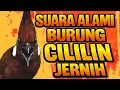 Lagu Suara Alami Burung Cililin Jernih untuk Suasana Tenang dan Alami