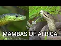 Download Lagu Black mamba and green mambas  - the most feared venomous snakes of Africa, but are they so deadly?