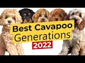 Best Cavapoo Generations F1 F1B F1BB F2 F2B F2BB F3 2022