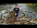 Download Lagu Unexpectedly, the girl harvested a lot of giant fish in the countryside river