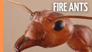 Fire Ants - Most succesful creature that has ever lived | Full Episode