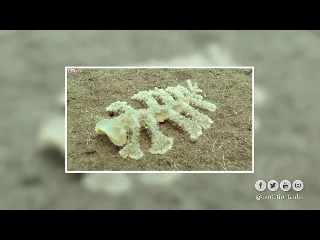 أخطاء نظرية التطور ٦  شجرة الحياة الداروينية   Darwin’s Tree of Life