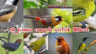 Download Suara Pikat Smua jenis Burung kecil Terbaru paling Ampuh Buat Masteran MP3