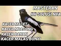 MASTERAN untuk kacer macet,kacer mbagong,kacer bahan ,kacer malas bunyi ,pasti respon