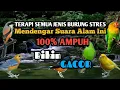 Download Lagu Terapi Untuk Semua Jenis Burung Stres | 100% Gacor Mendengar Suara Alam Ini